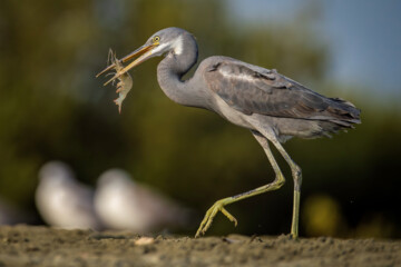 شکارچیان تالاب