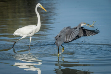 شکارچیان تالاب