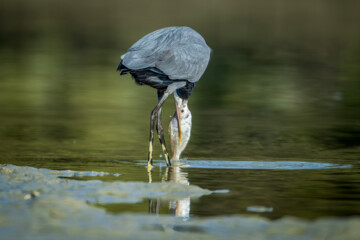 شکارچیان تالاب