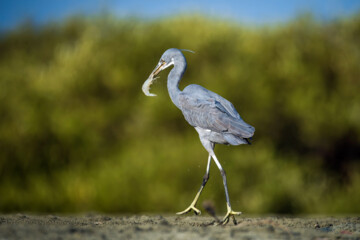 شکارچیان تالاب