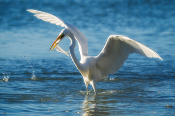 شکارچیان تالاب