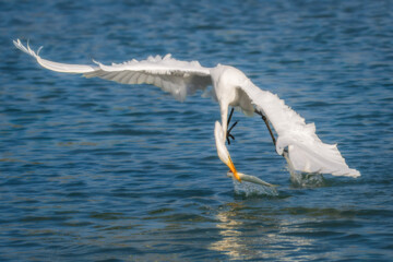 شکارچیان تالاب