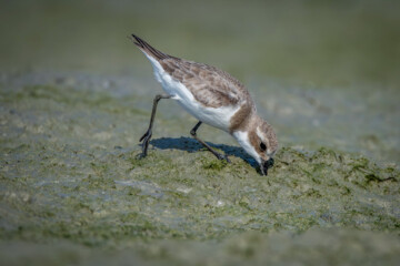 شکارچیان تالاب