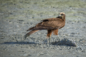 شکارچیان تالاب