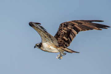 شکارچیان تالاب