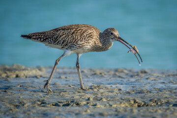 شکارچیان تالاب