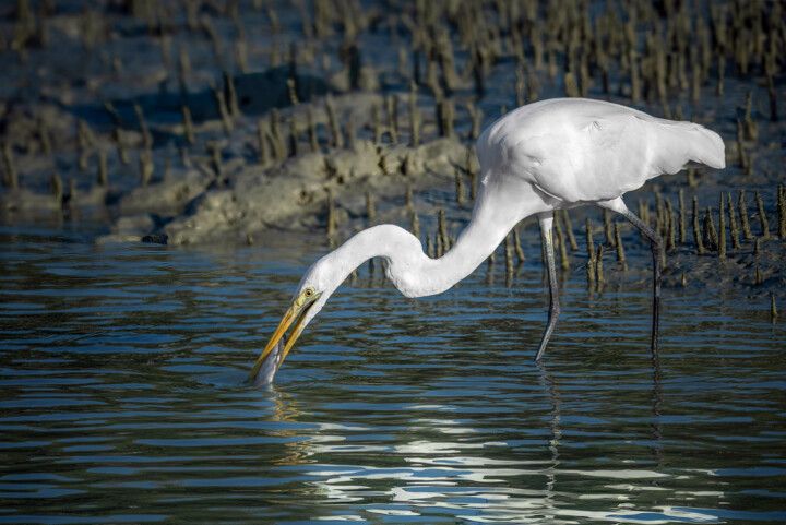 در آستانه روز جهانی تالابها؛ «رادیو تالاب» آغاز به کار کرد