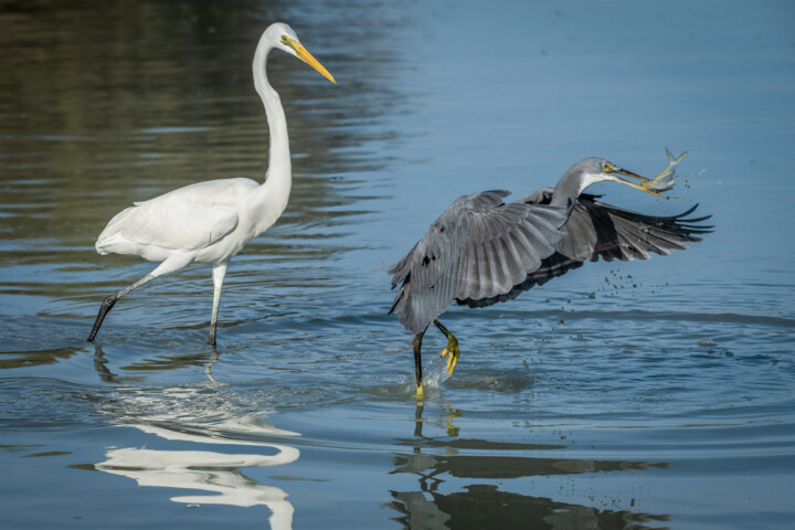 برگهایی سبز از دولت سیزدهم؛ خاموشی ۵۴ فلر تا ساماندهی ۴۱۱ کلان پروژه
