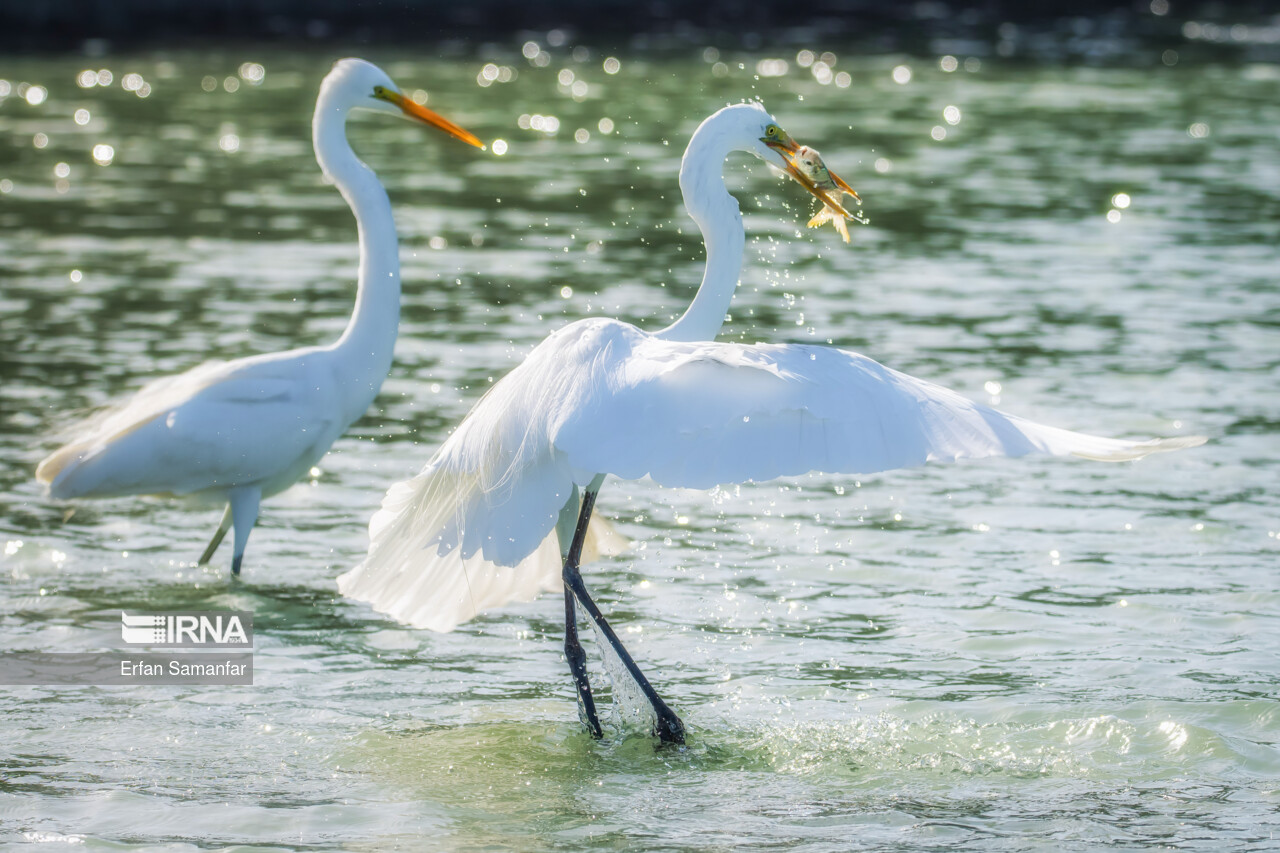درخشش سازمان حفاظت محیط زیست در دریا و اقیانوس