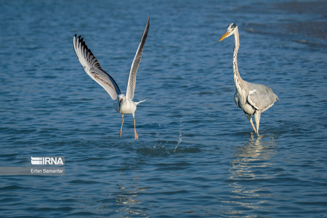 خشکسالی باعث کاهش ورود پرندگان مهاجر به تالابهای بوشهر شد خشکسالی باعث کاهش ورود پرندگان مهاجر به تالابهای بوشهر شد