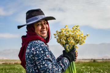 Las granjas de narcisos en el sur de Irán