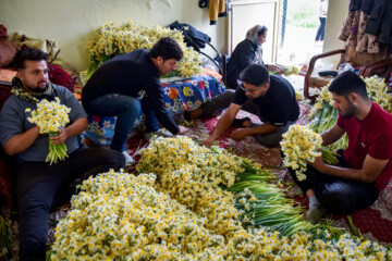 Iran’s southern daffodil farms