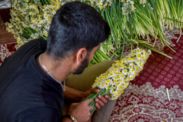 Iran’s southern daffodil farms
