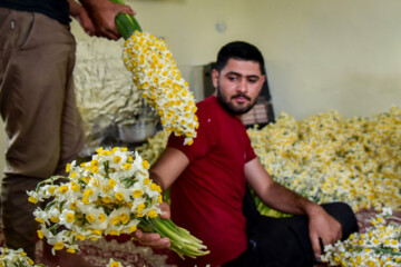 Las granjas de narcisos en el sur de Irán