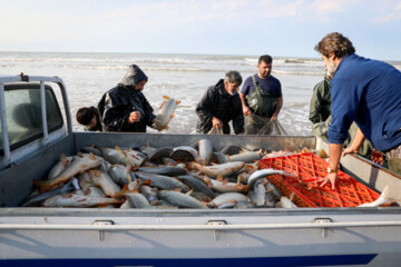 Catching bony fish in Caspian Sea