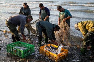 Catching bony fish in Caspian Sea