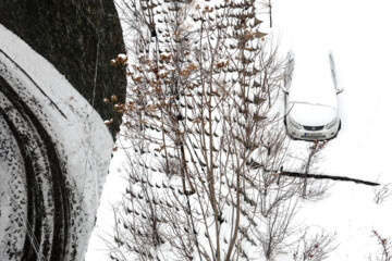 Téhéran s'habille de blanc avec la première chute de neige