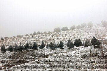 بارش برف در Téhéran s'habille de blanc avec la première chute de neige