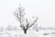 فیلم| بارش برف در پارک ملی گلستان