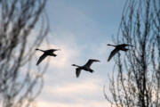 Cygnes migrateurs dans la zone humide de Sorkhrud au nord de l’Iran