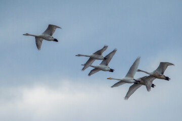Migratory swans in Sorkhrud Wetland