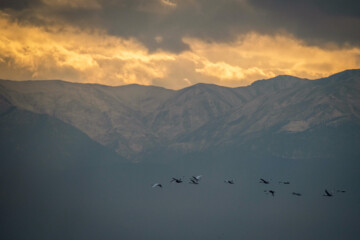 Cygnes migrateurs dans la zone humide de Sorkhrud au nord de l’Iran 