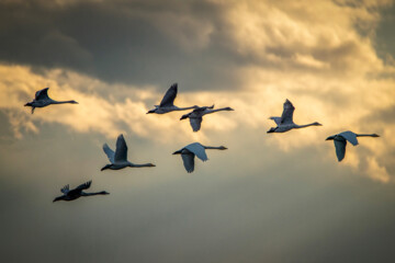 Cygnes migrateurs dans la zone humide de Sorkhrud au nord de l’Iran 