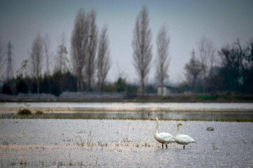 Migratory swans in Sorkhrud Wetland