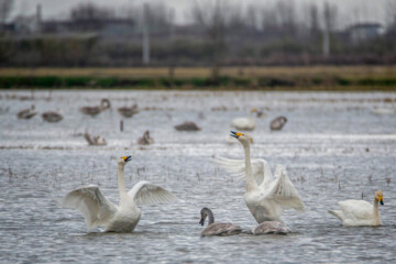 Migratory swans in Sorkhrud Wetland