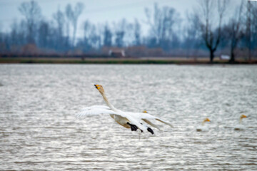 Cygnes migrateurs dans la zone humide de Sorkhrud au nord de l’Iran 