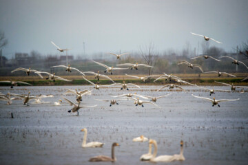 Cygnes migrateurs dans la zone humide de Sorkhrud au nord de l’Iran 