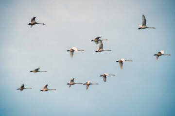 Cygnes migrateurs dans la zone humide de Sorkhrud au nord de l’Iran 