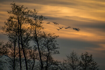 Cygnes migrateurs dans la zone humide de Sorkhrud au nord de l’Iran 