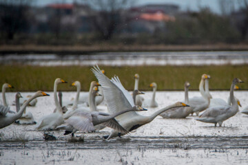 Migratory swans in Sorkhrud Wetland