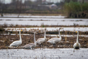 Cygnes migrateurs dans la zone humide de Sorkhrud au nord de l’Iran 