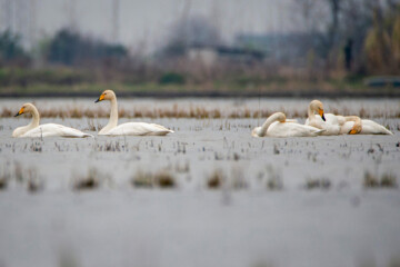 Cygnes migrateurs dans la zone humide de Sorkhrud au nord de l’Iran 