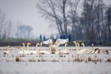 Cygnes migrateurs dans la zone humide de Sorkhrud au nord de l’Iran 