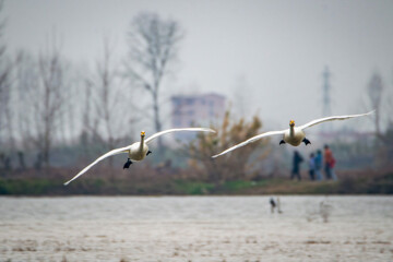 Cygnes migrateurs dans la zone humide de Sorkhrud au nord de l’Iran 