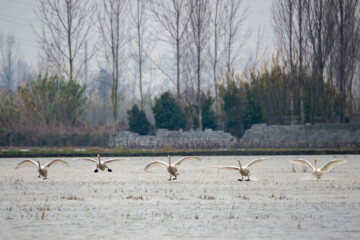 Migratory swans in Sorkhrud Wetland