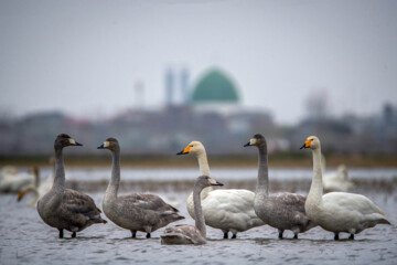 Cygnes migrateurs dans la zone humide de Sorkhrud au nord de l’Iran 