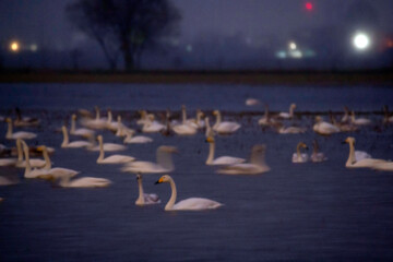 Migratory swans in Sorkhrud Wetland