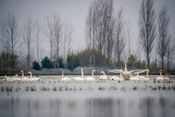 Cygnes migrateurs dans la zone humide de Sorkhrud au nord de l’Iran 