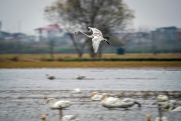 Cygnes migrateurs dans la zone humide de Sorkhrud au nord de l’Iran 