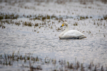 Migratory swans in Sorkhrud Wetland