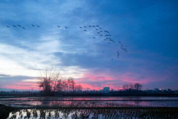 Migratory swans in Sorkhrud Wetland