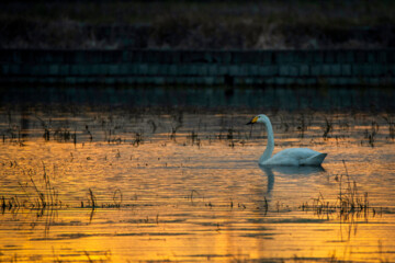 Migratory swans in Sorkhrud Wetland