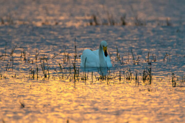 Migratory swans in Sorkhrud Wetland