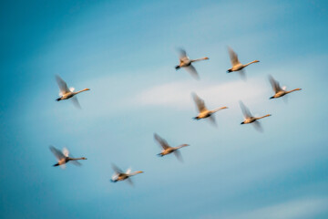 Cygnes migrateurs dans la zone humide de Sorkhrud au nord de l’Iran 