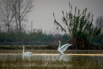 Migratory swans in Sorkhrud Wetland