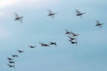 Cygnes migrateurs dans la zone humide de Sorkhrud au nord de l’Iran 